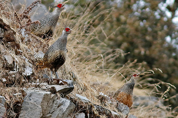 manas national park