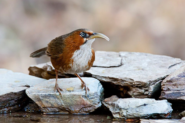 manas national park